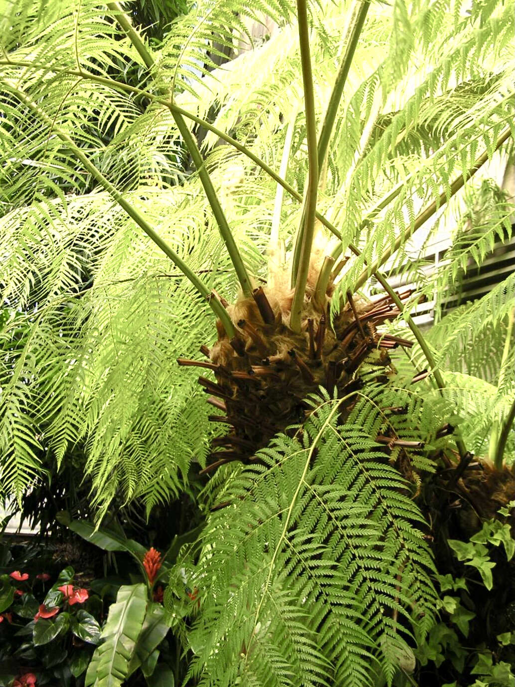 Image of Mexican Tree Fern