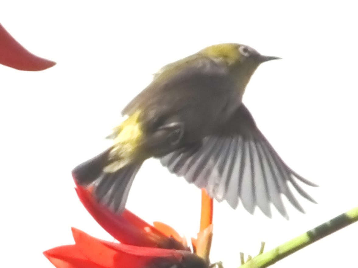 Image of Swinhoe's White-eye