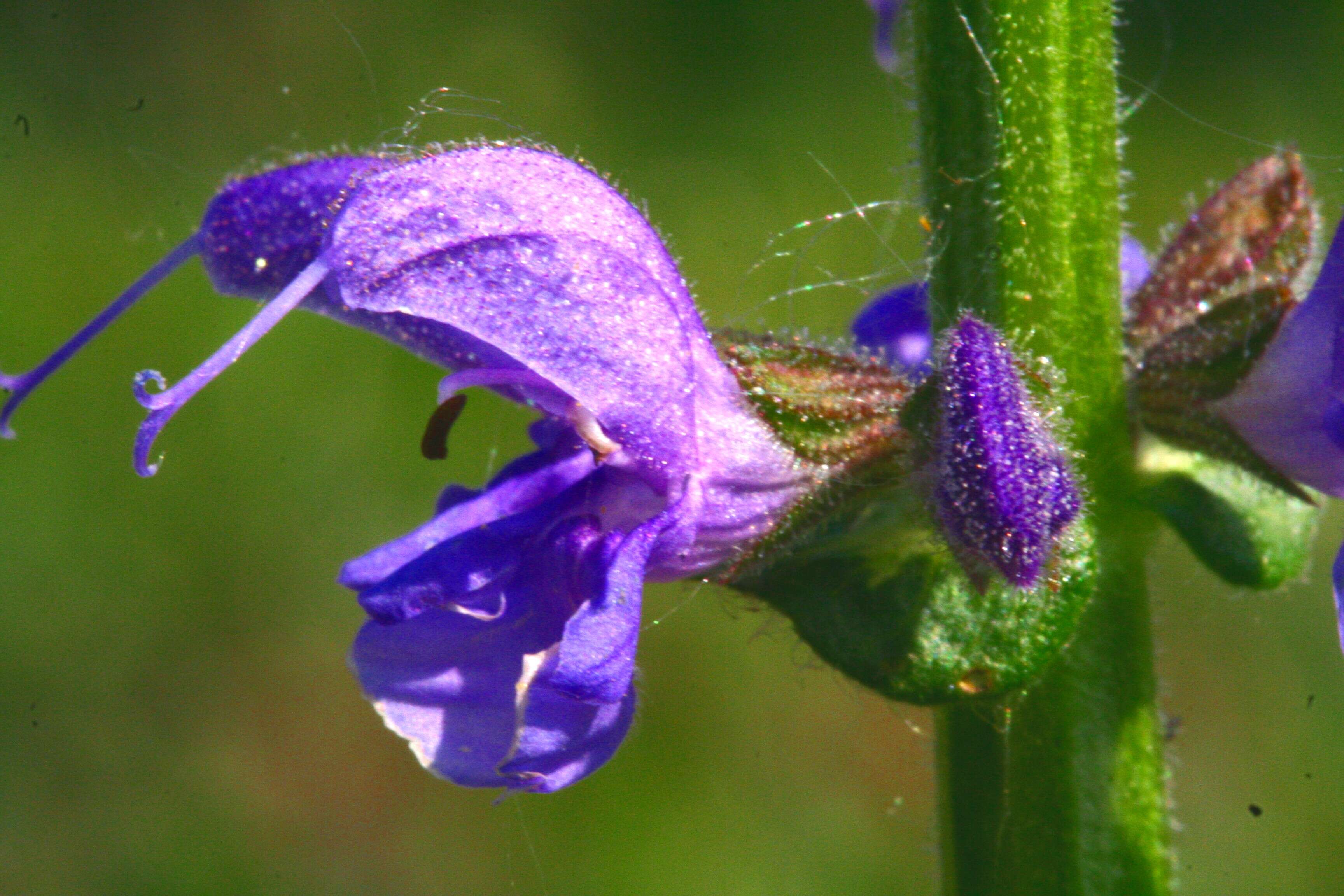 Imagem de Salvia pratensis L.