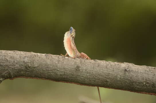 Image of Fan Throated Lizard