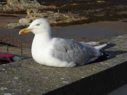 Image of European Herring Gull