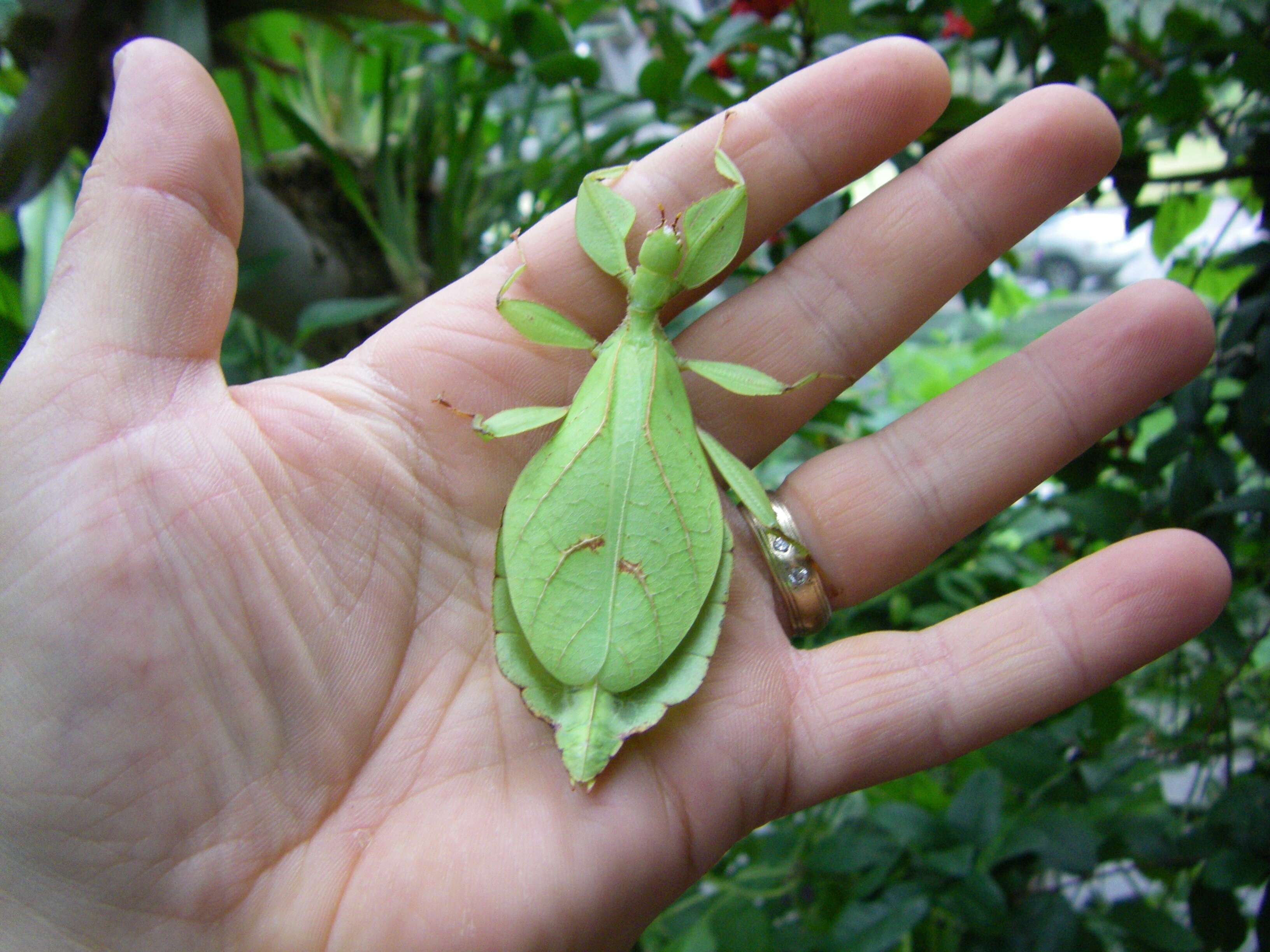 Image of Leaf insects