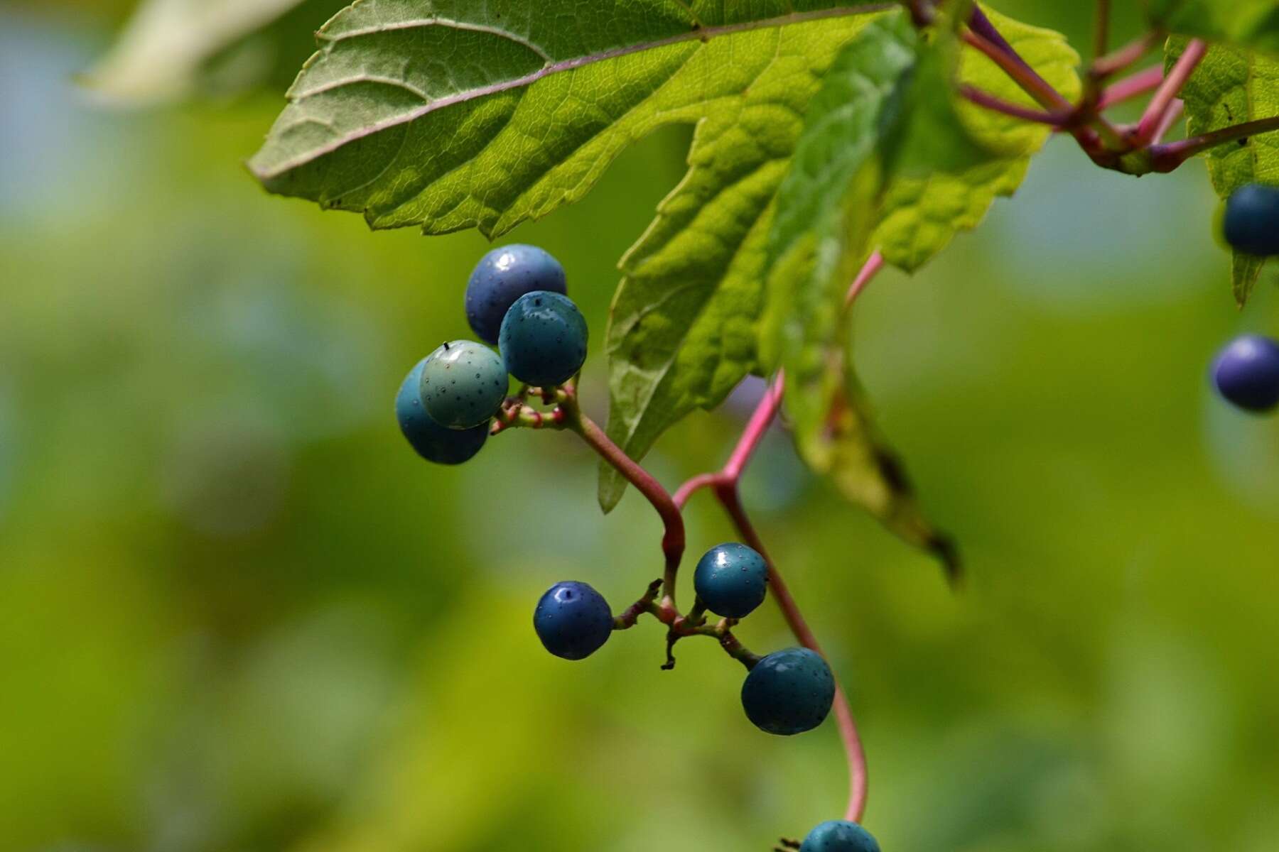 Sivun Ampelopsis heterophylla var. vestita Rehd. kuva