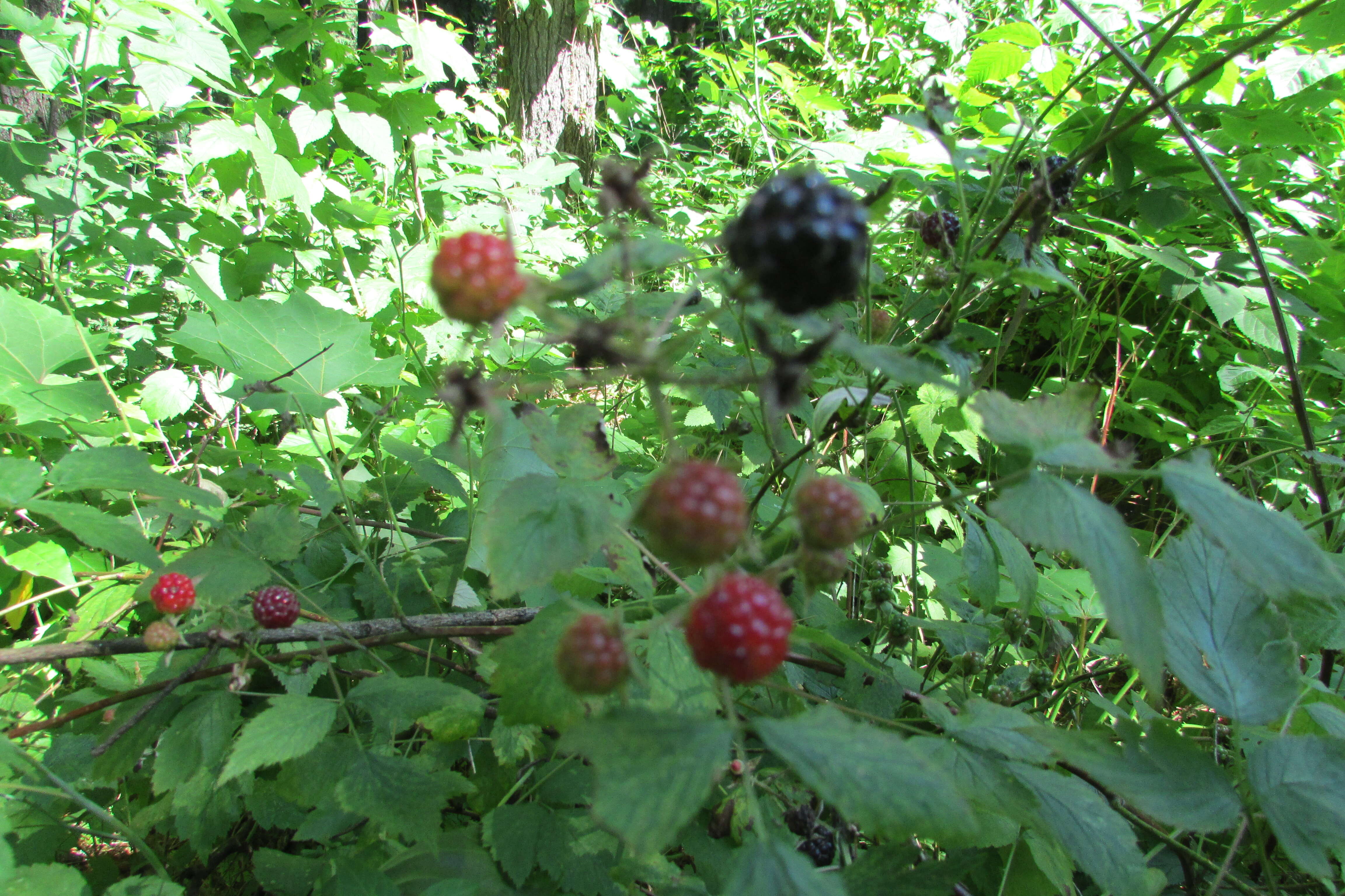 Image of black raspberry