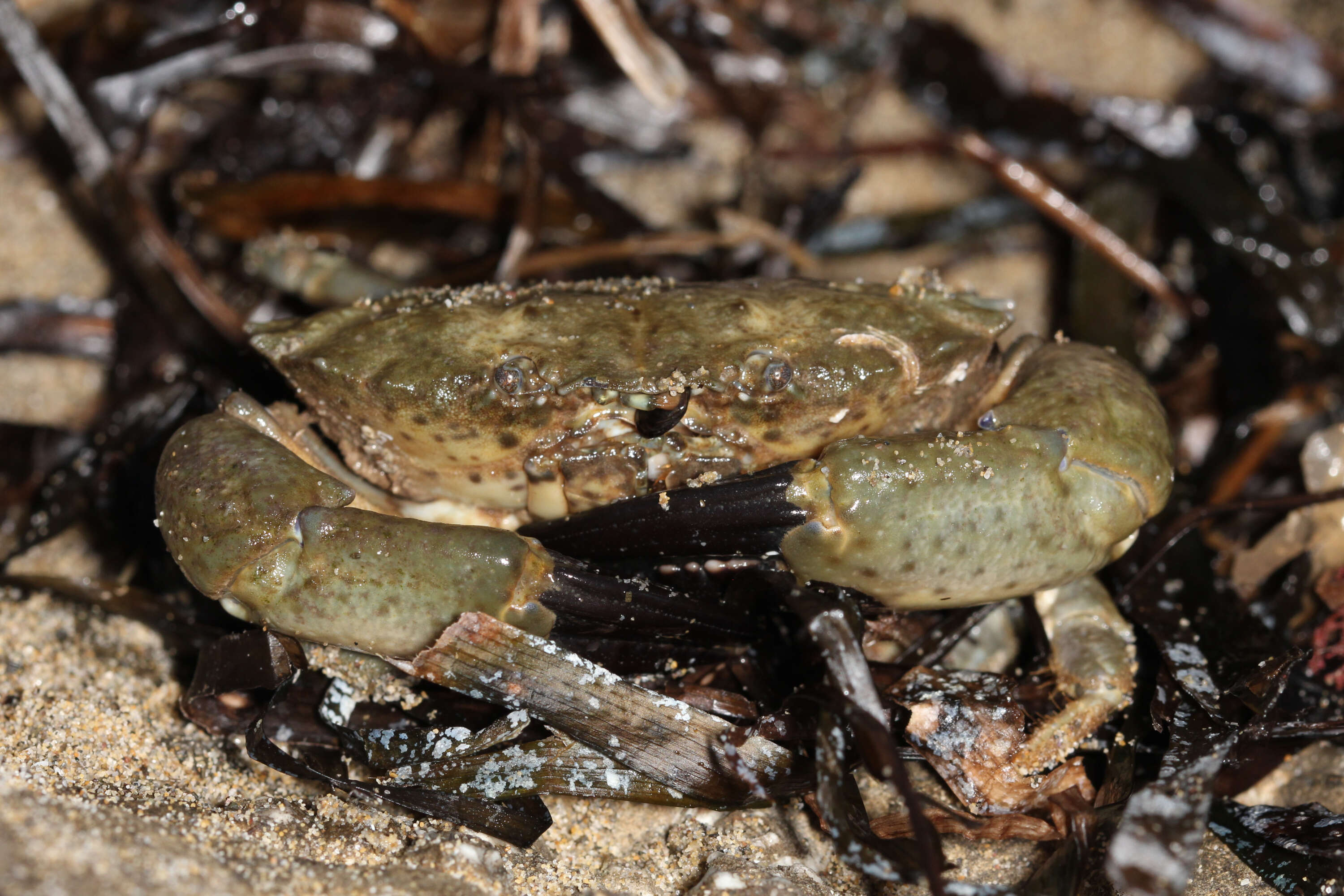 Image of Yellow Round Crab