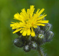 Image of Pilosella caespitosa (Dumort.) P. D. Sell & C. West