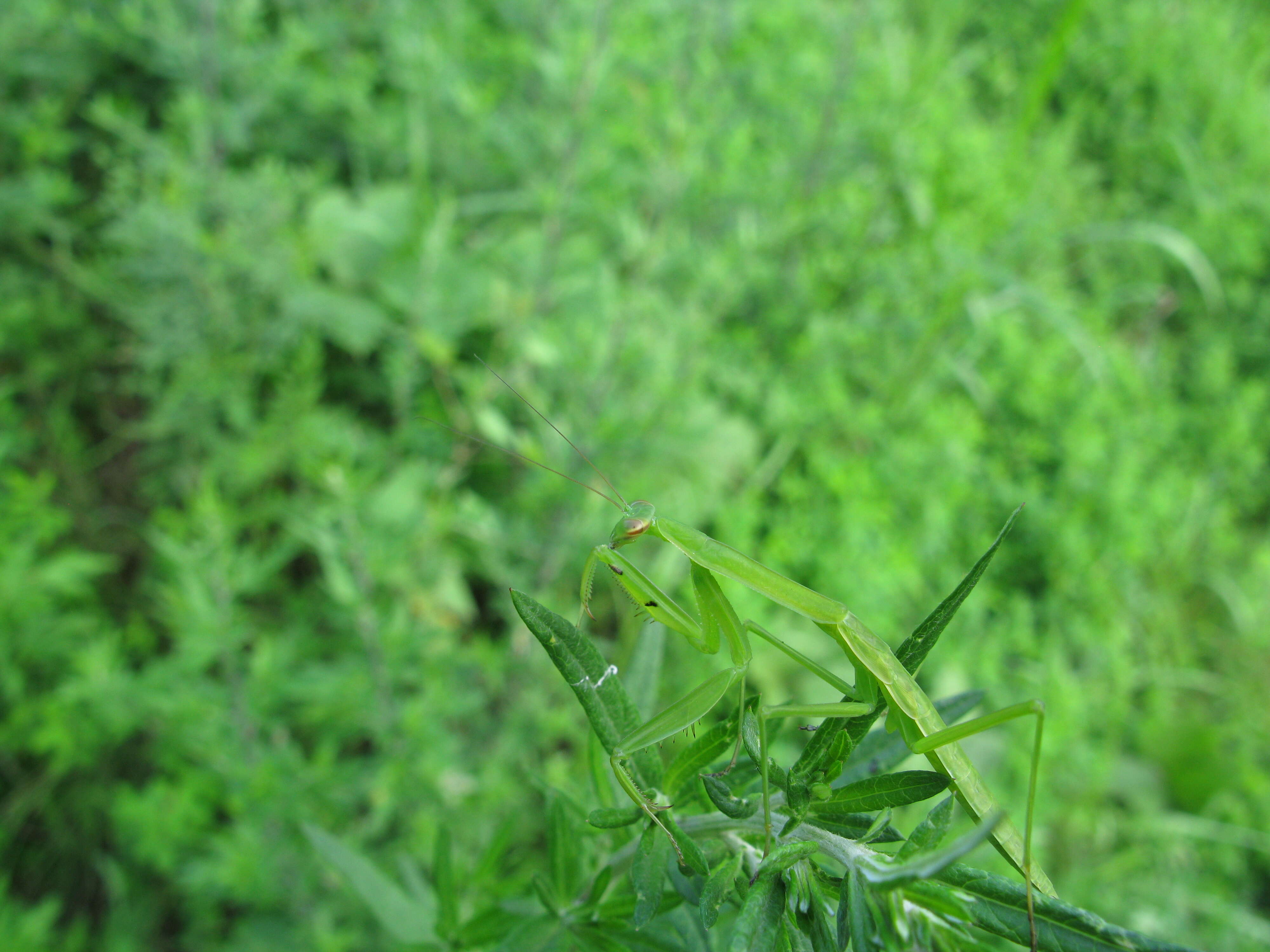 Image of Asian mantis