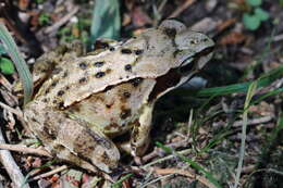 Image of Common frog