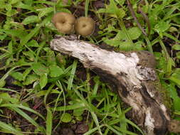 Image of Lentinus arcularius (Batsch) Zmitr. 2010