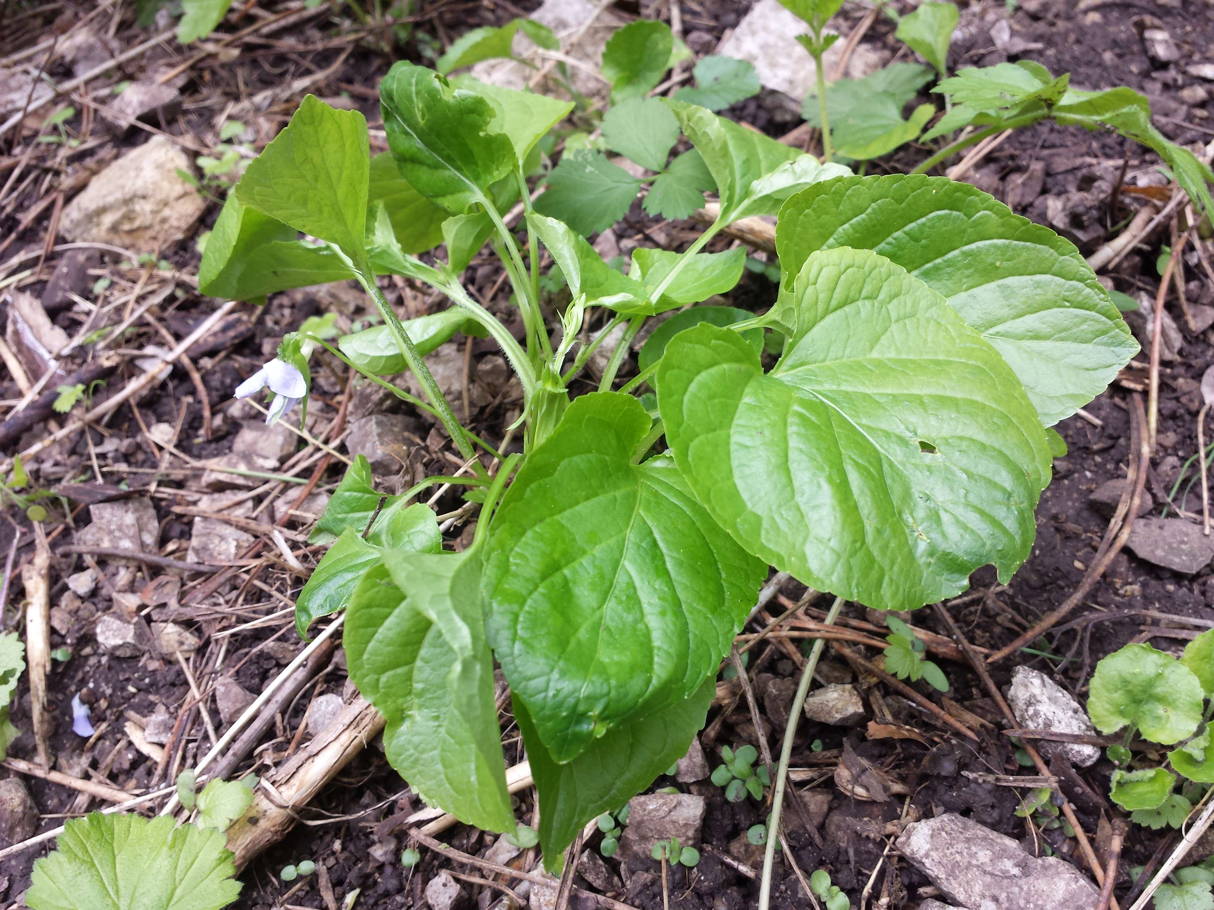 Слика од Viola mirabilis L.