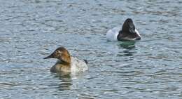 Image of Canvasback