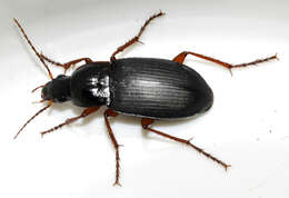 Image of Carabidae