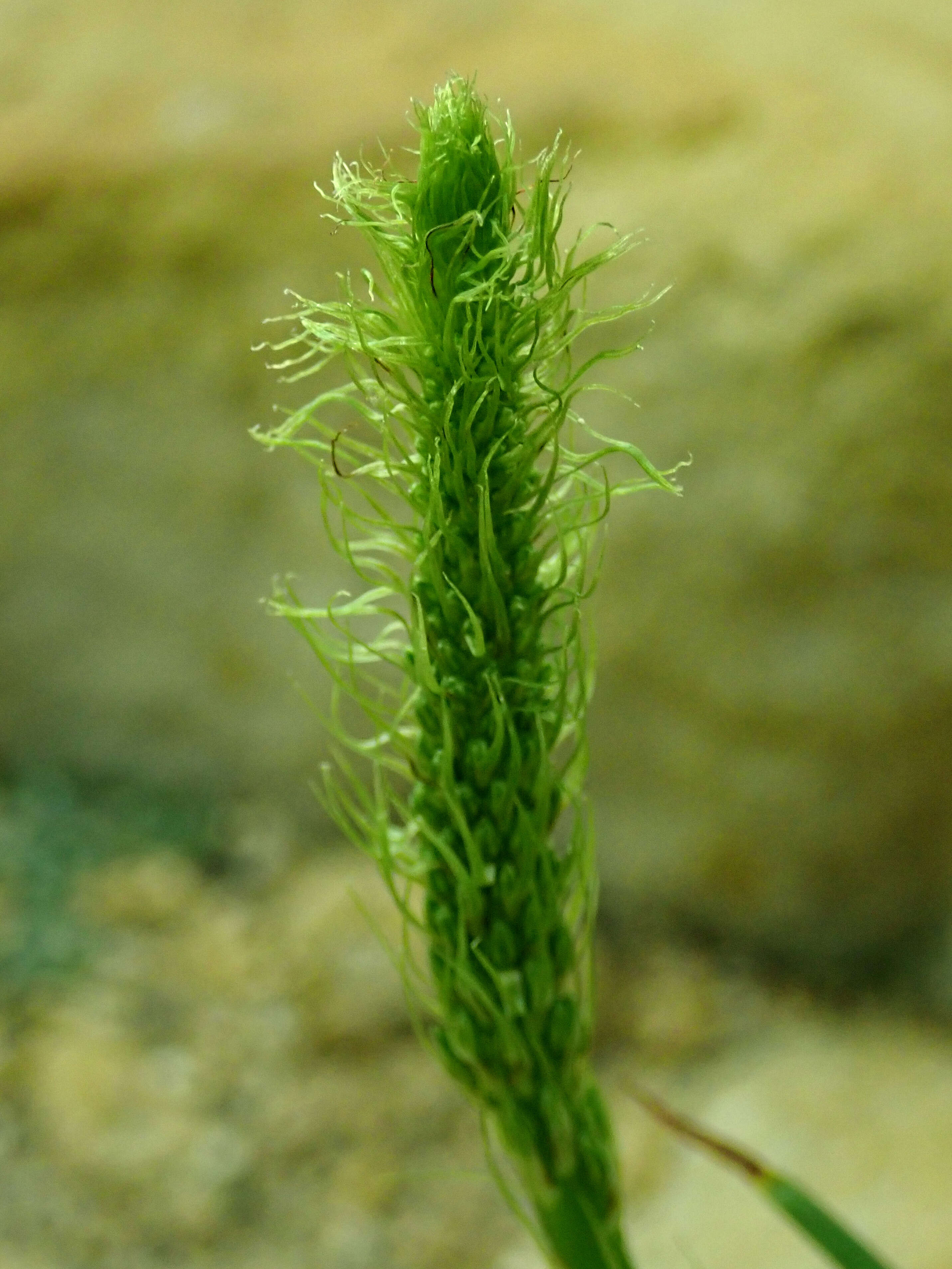 Image of Bulbine alooides (L.) Willd.