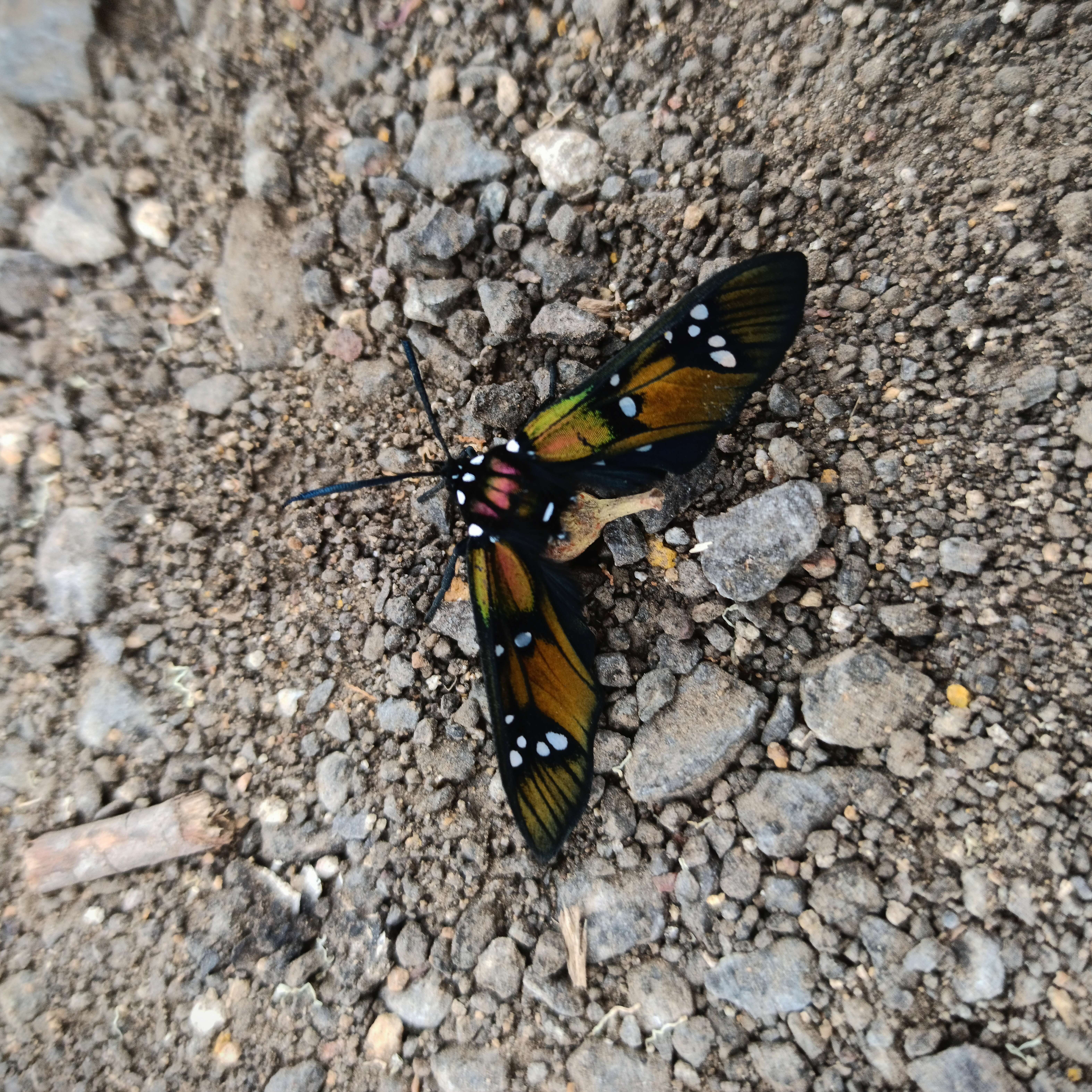Image of Princely tiger moth