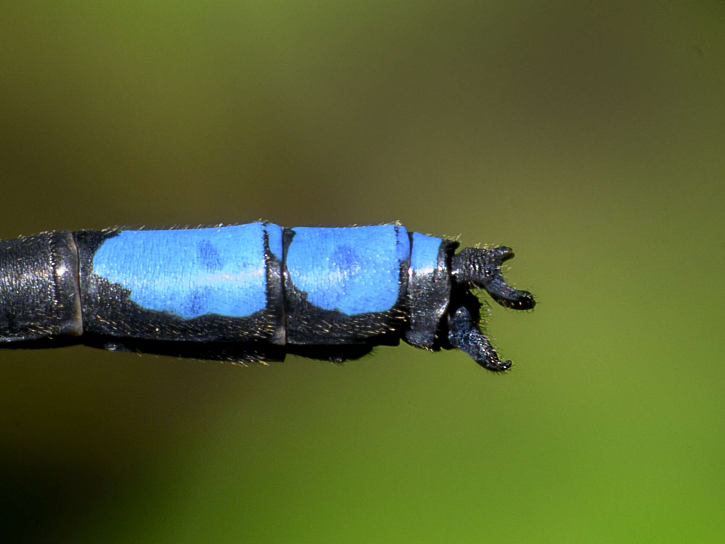 Image of Melanoneura bilineata Fraser 1922