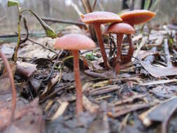 Image of Galerina marginata (Batsch) Kühner 1935