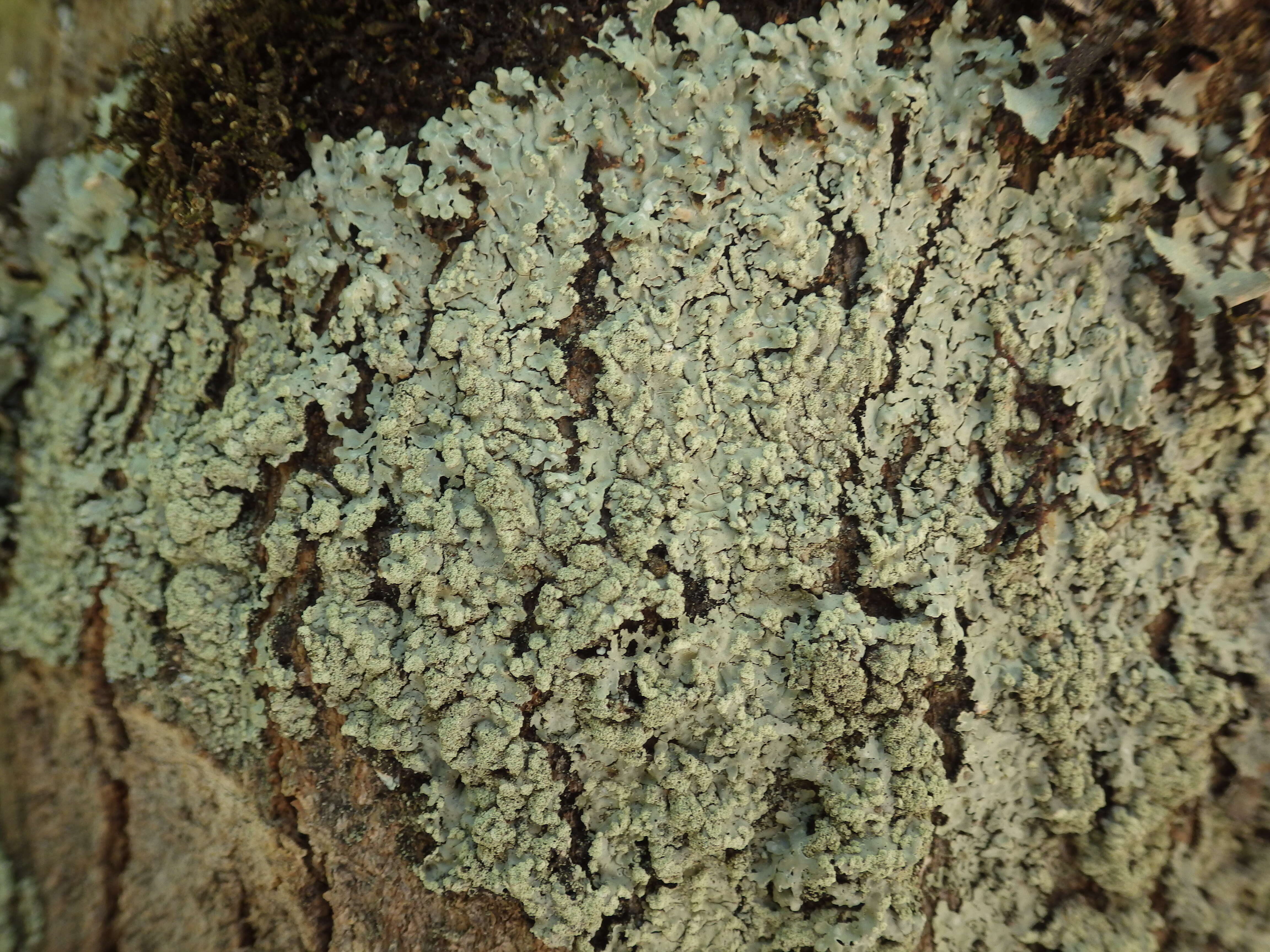 Image of pyxine lichen