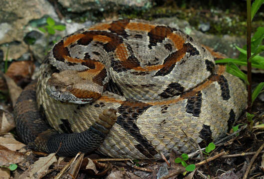 Image of Timber Rattlesnake