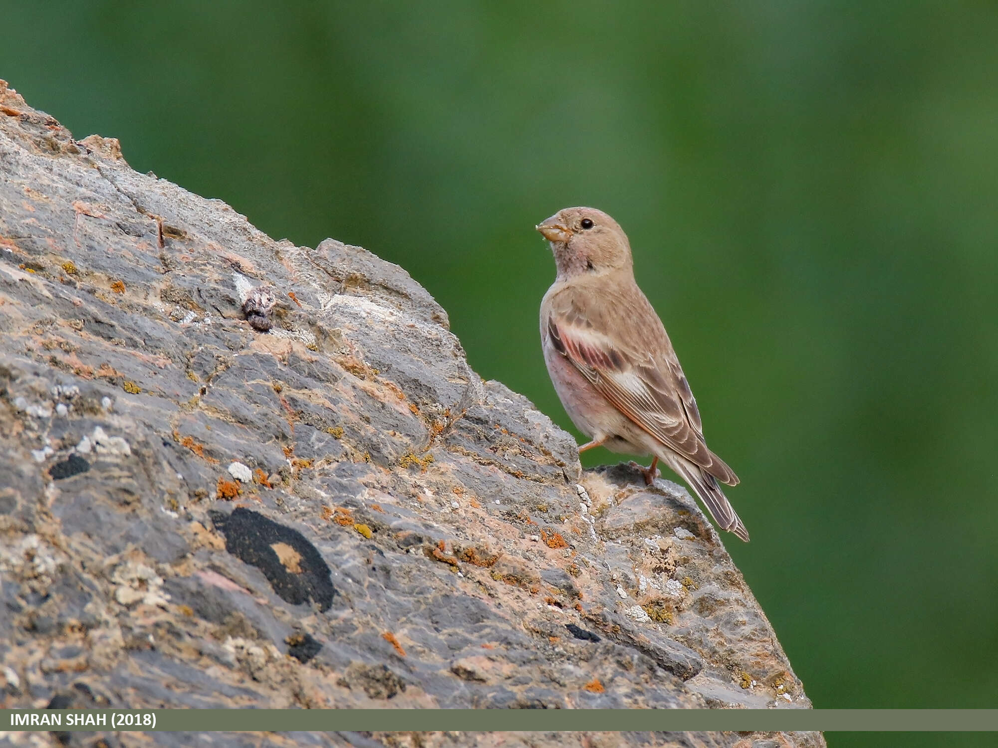 Image of Mongolian Finch