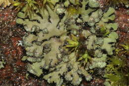 Image of Shadow lichens