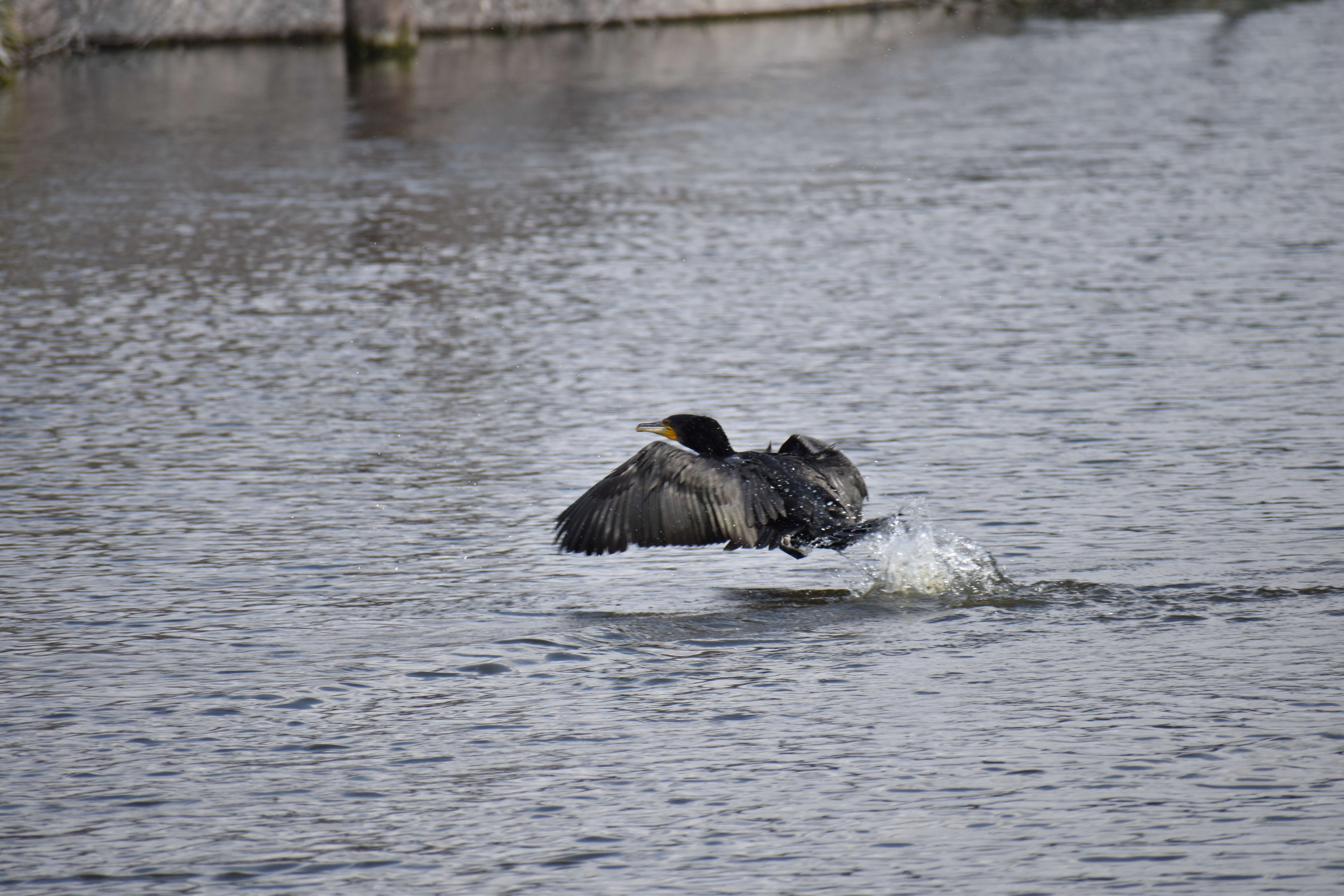 Image of Black Shag