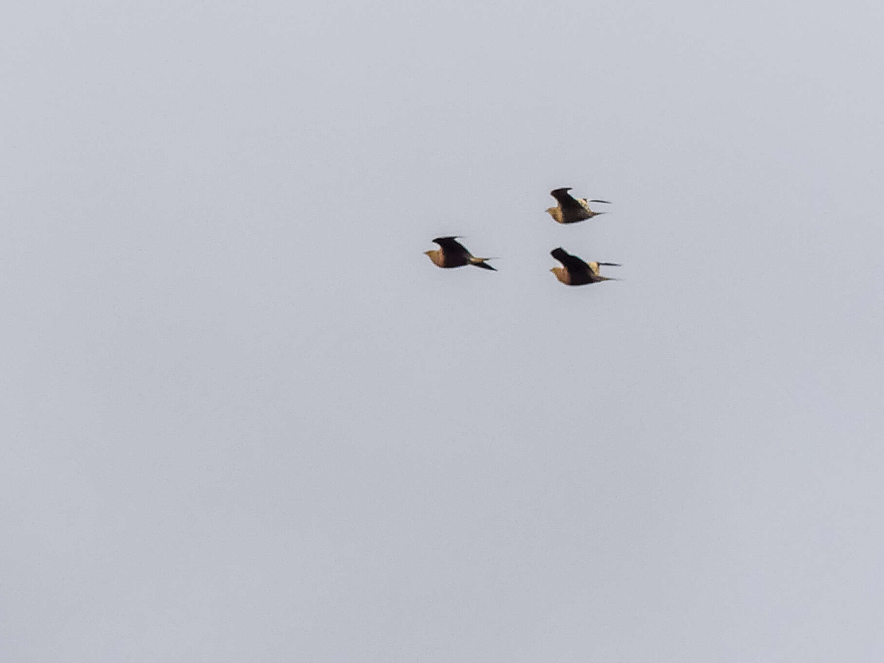 Image of Chestnut-bellied Sandgrouse