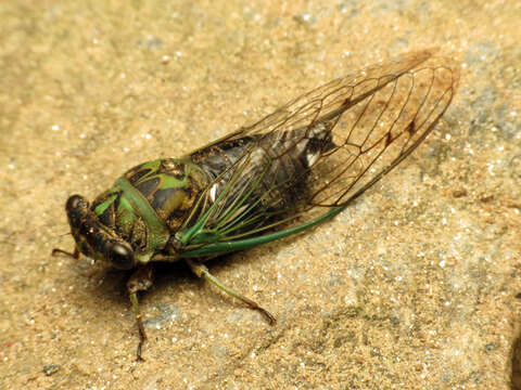 Image of Linne's Annual Cicada