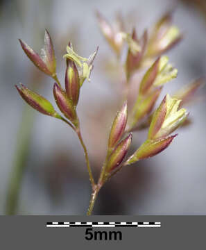 Image of creeping bentgrass