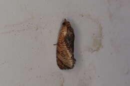 Image of Moth