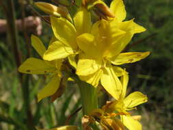 Image of Wachendorfia thyrsiflora Burm.