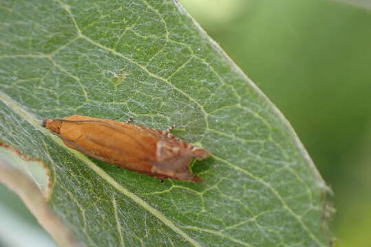 Image of Lathronympha strigana Fabricius 1775