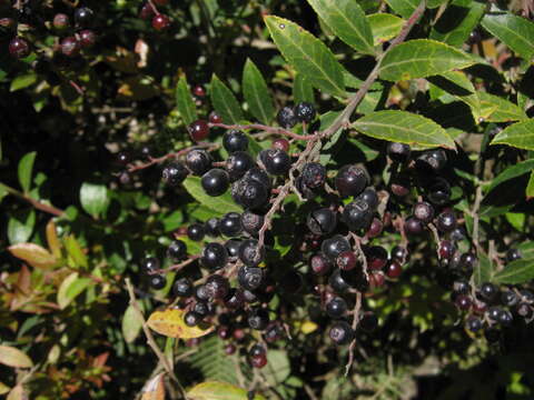 Plancia ëd Vaccinium consanguineum Klotzsch