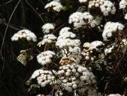 Image of sticky snakeroot