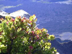 Image de Vaccinium reticulatum Sm.