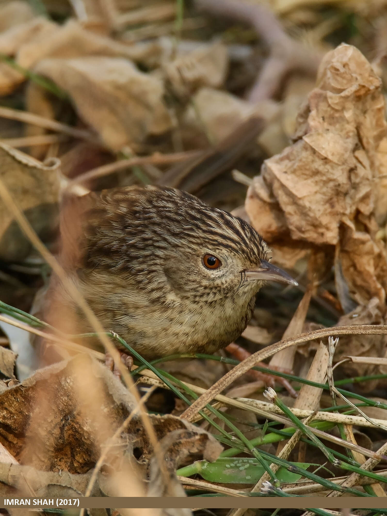 Image of Himalayan Prinia