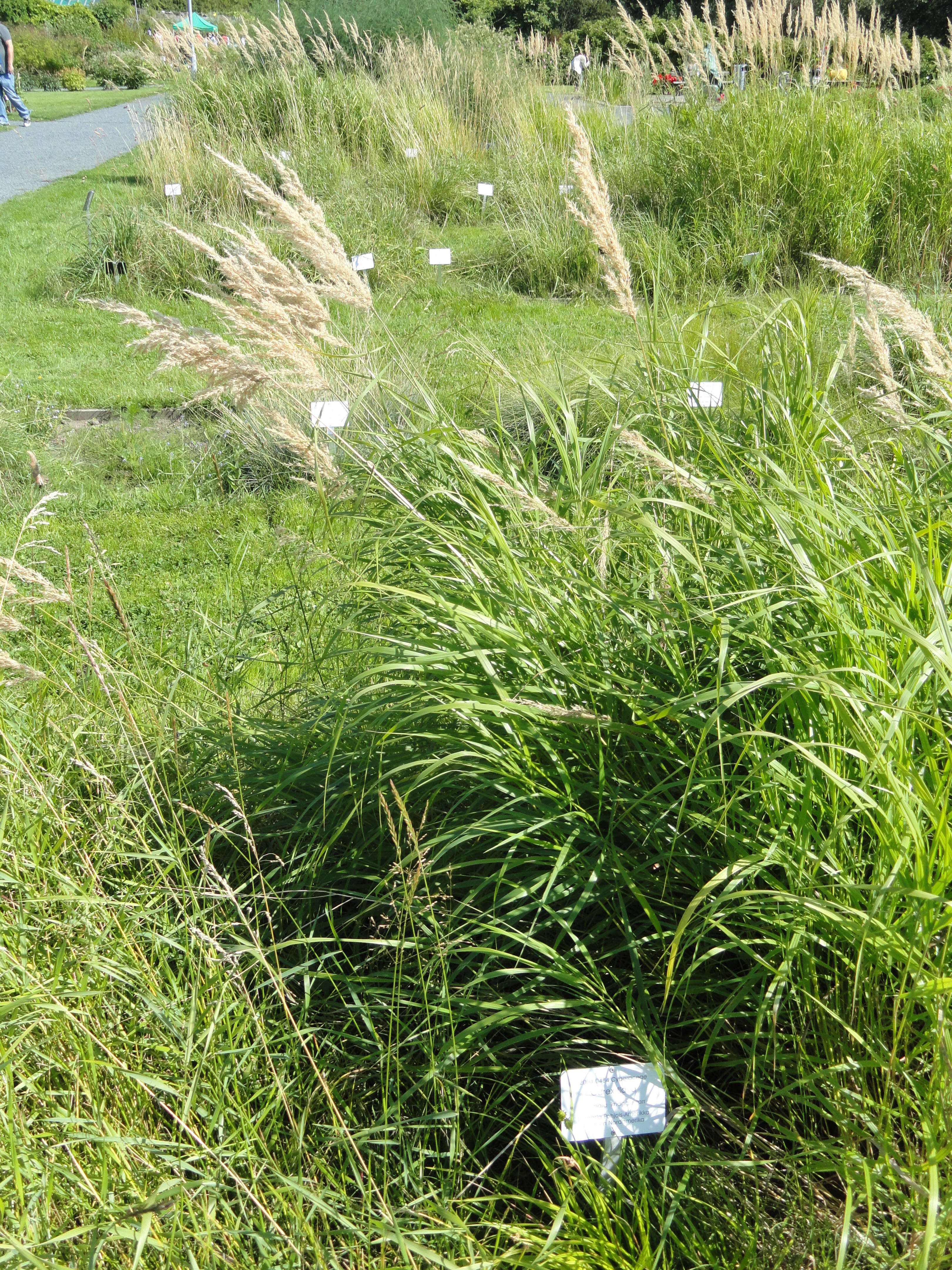 Image of Large Yellow-sedge