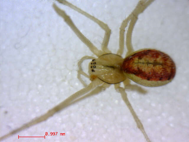 Image of Enoplognatha latimana Hippa & Oksala 1982