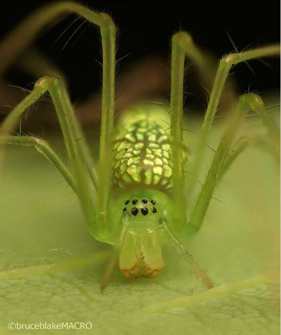 Image of stretch spider