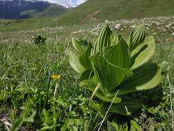 Image of false hellebore