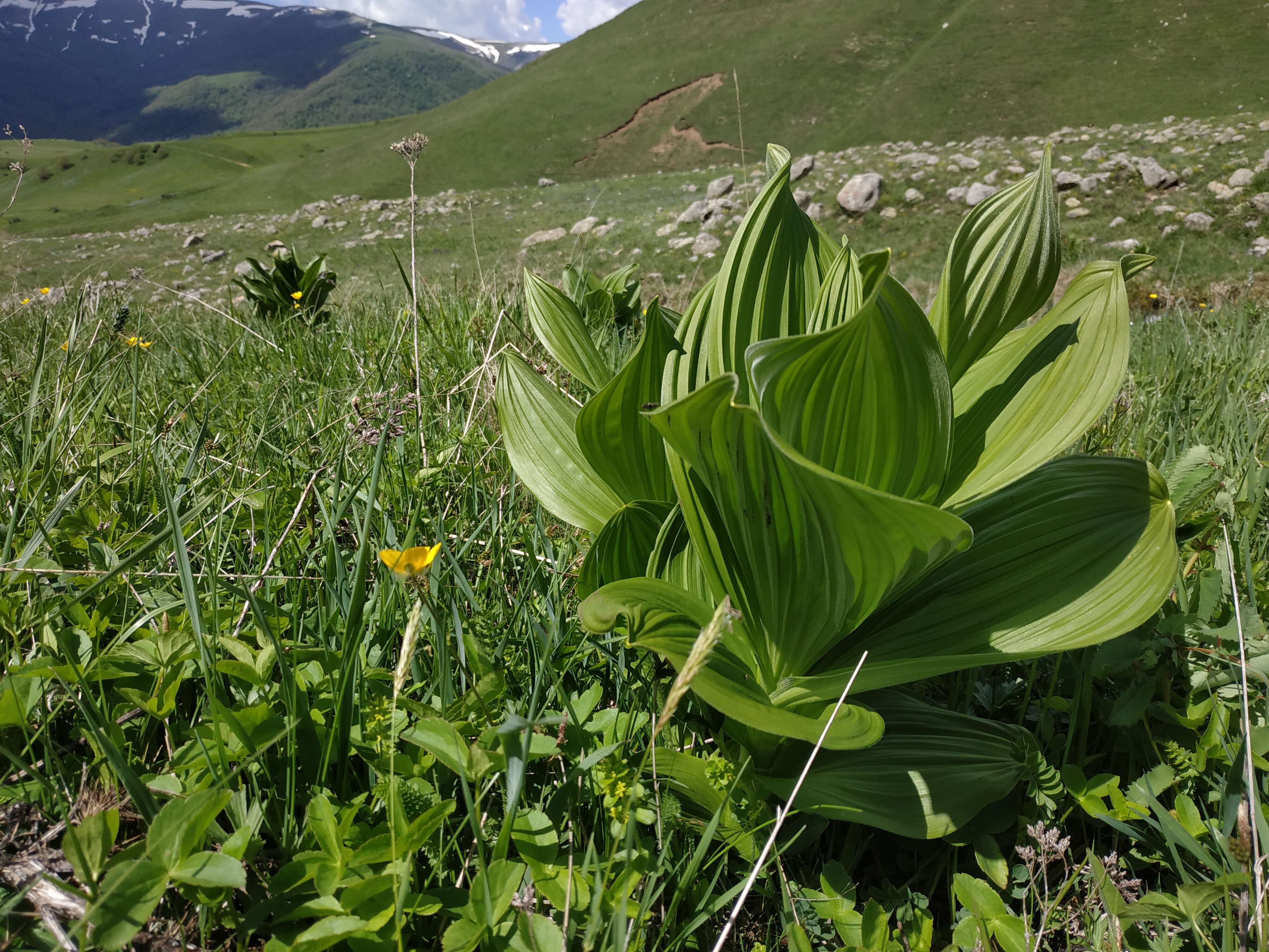 Image of false hellebore