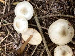 Image of Clitocybe fragrans (With.) P. Kumm. 1871