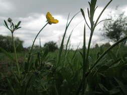 Ranunculus bulbosus L.的圖片