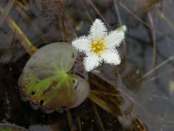 Image of Water-snowflake