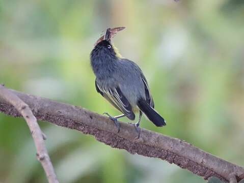 Todirostrum cinereum (Linnaeus 1766) resmi