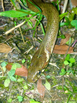 Image of Japanese Keelback