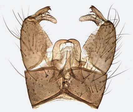 Image of Paradelphomyia (Oxyrhiza) senilis (Haliday 1833)