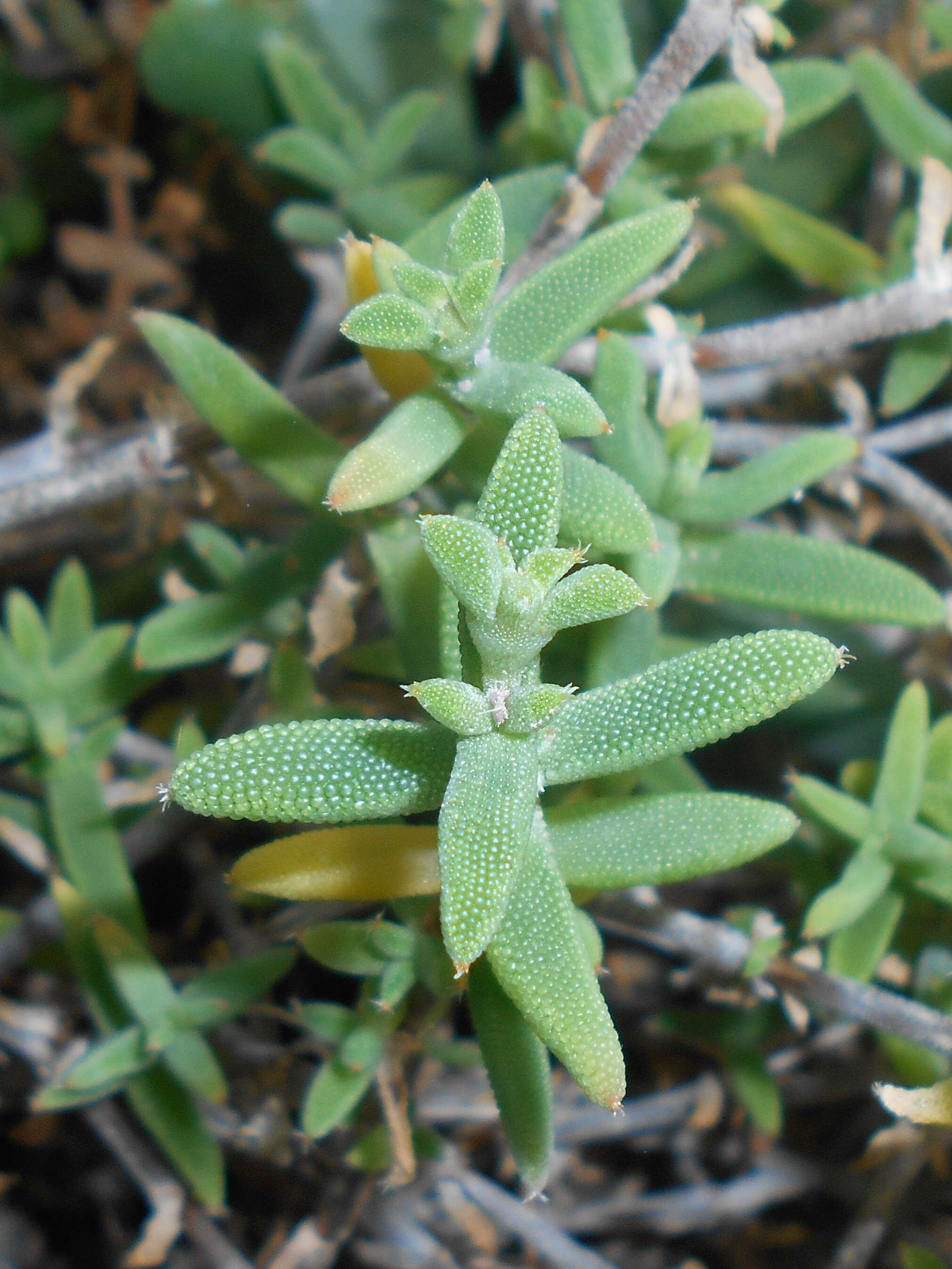 Imagem de Trichodiadema bulbosum (Haw.) Schwant.