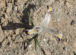 Image of Persian Iris