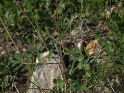 صورة Astragalus robbinsii (Oakes) A. Gray