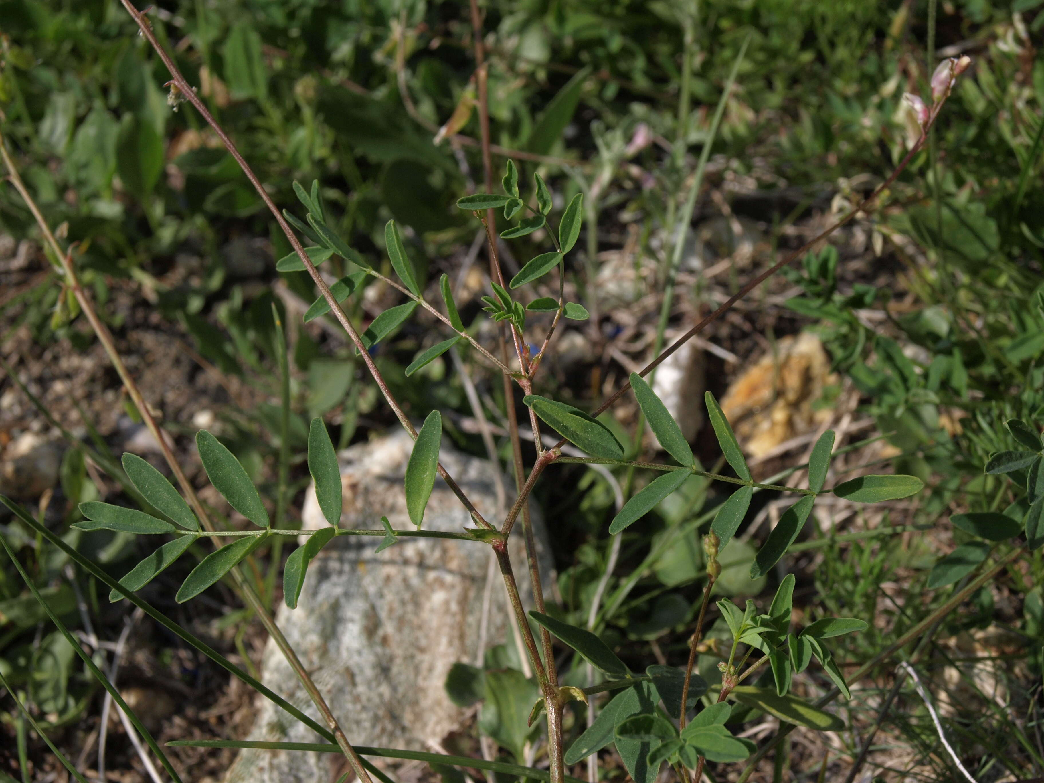 Astragalus robbinsii (Oakes) A. Gray的圖片